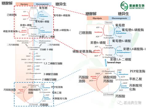 糖解途徑口訣|糖酵解